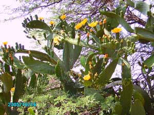 Kaktus mit orgonit beschenkt