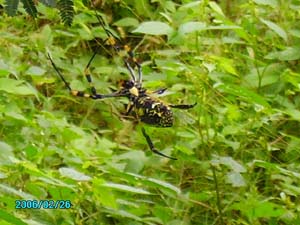Fat spider in the Zimabwean bush