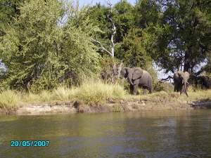 Orgonite river gifting - elephants on the bank