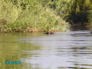 Orgonite gifting Zambezi - First Hippo