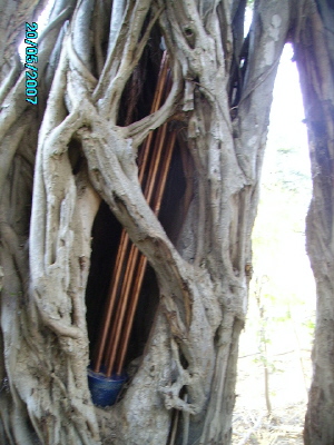 Orgonite CB hidden in tree