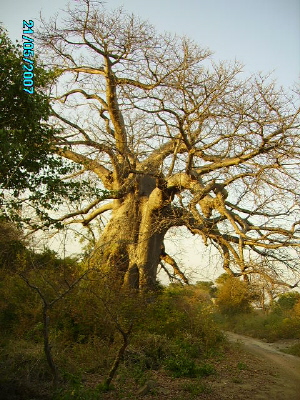 Giant Baobab on Orgonite Safari Near Kariba