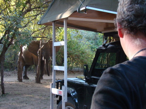 Elephant in orgonite safari camp