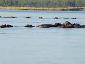 Hippos wherever you look on lower Zambesi orgonite gifting leg