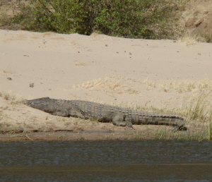Croc on the river bank on Zambesi orgonite gifting water safari
