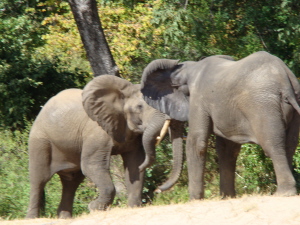 elephants fighting on river bank - orgonite safari Lower  Zambesi 