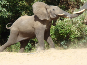 Elephant bull - orgonite water safari Lower Zambesi
