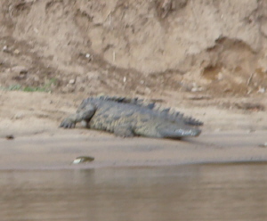 Crocodile on the banks of the Zambesi - Orgonite Gifting Trip 2007