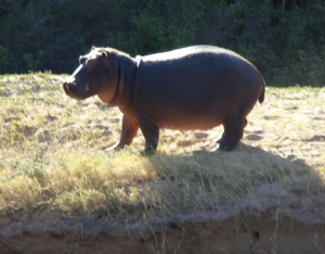 Zambezi Orgonite Gifting Tour - Hippo on Land