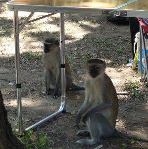 Orgonite Gifting Zambezi - Monkeys in the camp