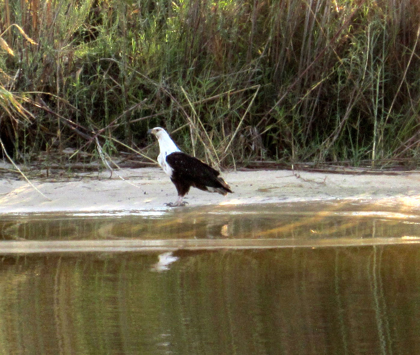 Orgonit-Safari Botswana 2012 - Fish Eagle