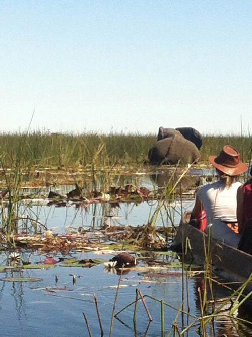 Orgonite Gifting Tour Botswana - Elephant blocking the way in Okavango