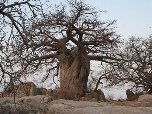 Orgonit-Safari Botswana 2012 - Giant Baobab Tree