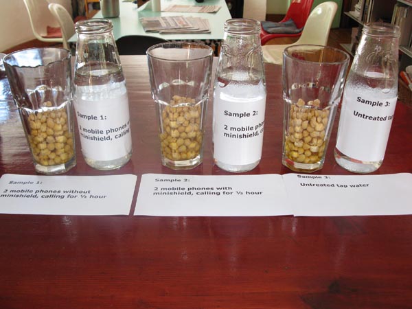 radiation cellphone - soaking the peas cell phones cancer, orgonite radiation protection experiment, soaked peas