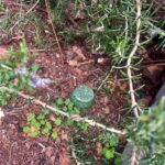 towerbuster orgonite redondo verde moteado sobre suelo marrón entre hierba, plantas pequeñas y hojas caídas al aire libre
