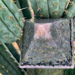 Orgonite rosa en forma de pirámide con cristales incrustados y virutas metálicas, colocado entre pencas verdes de cactus