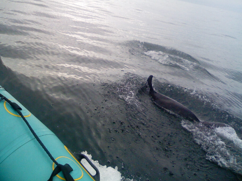 Dolphin swimming near a turquoise kayak or boat in clear water, viewed from above