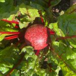Rote strukturierte sphärische orgonite-Vorrichtung zwischen grünen Blattpflanzen mit roten Stielen im Garten