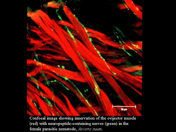 Confocal microscope image showing red muscle fibers and green nerve structures in nematode worm tissue