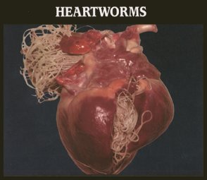 heart infested by worm parasites worm parasites