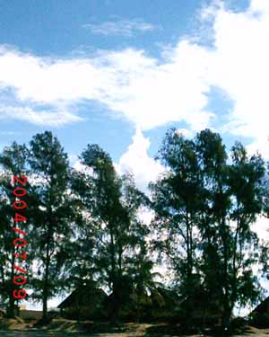 cumulus clouds forming behind trees