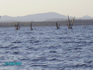 Orgonite gifting Kariba - dead trees