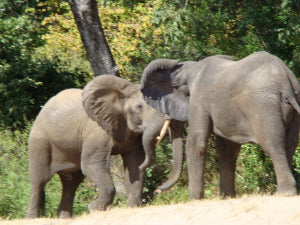 elephants fighting on river bank - orgonite safari Lower  Zambesi