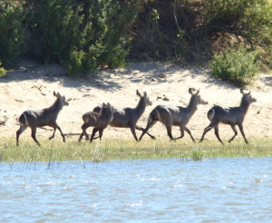 Zambezi Orgonite Gifting Trip