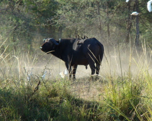 Zambezi Orgonite Gifting Tour
