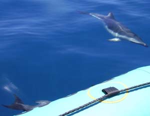 Dolphins attracted to the orgonite